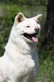 AKITA INU 408